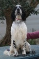 Setter Anglais VOLO DEI LADERCHI Setter Anglais VOLO DEI LADERCHI